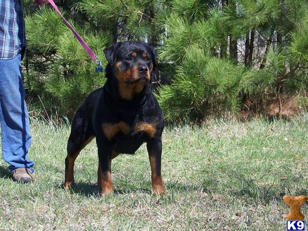 rottweiler puppy posted by dale g